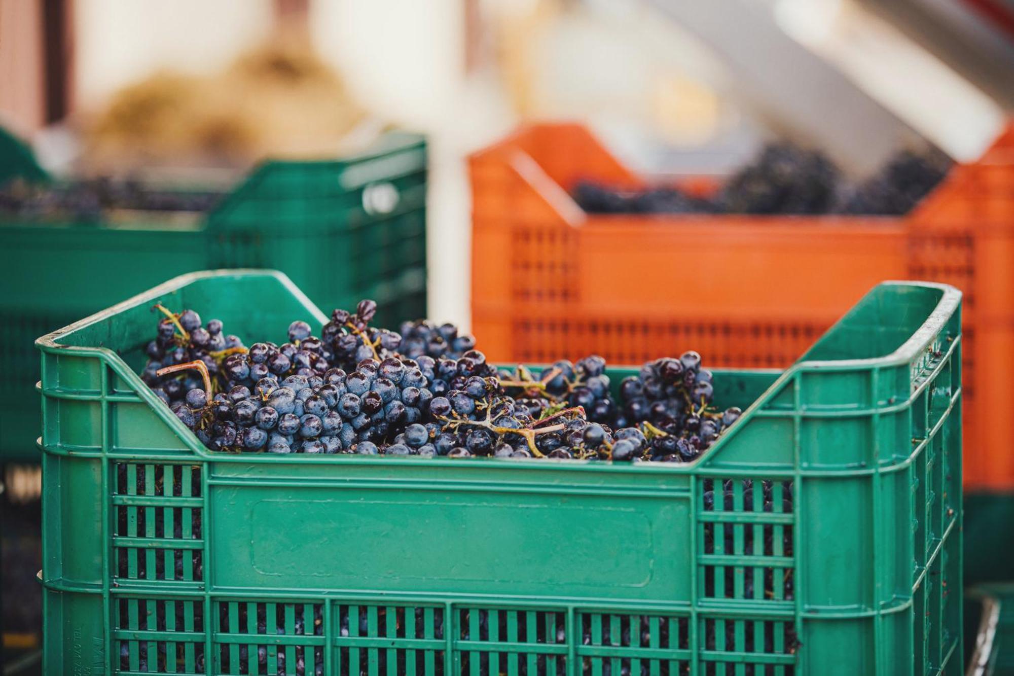 بانسانو La Valletta Boutique Wine Estate المظهر الخارجي الصورة